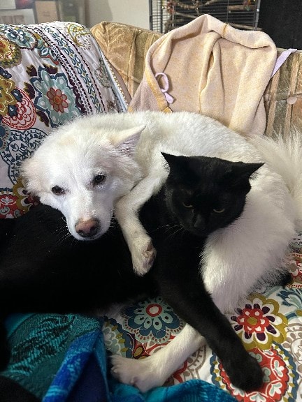 White dog and black cat cuddling on a couch