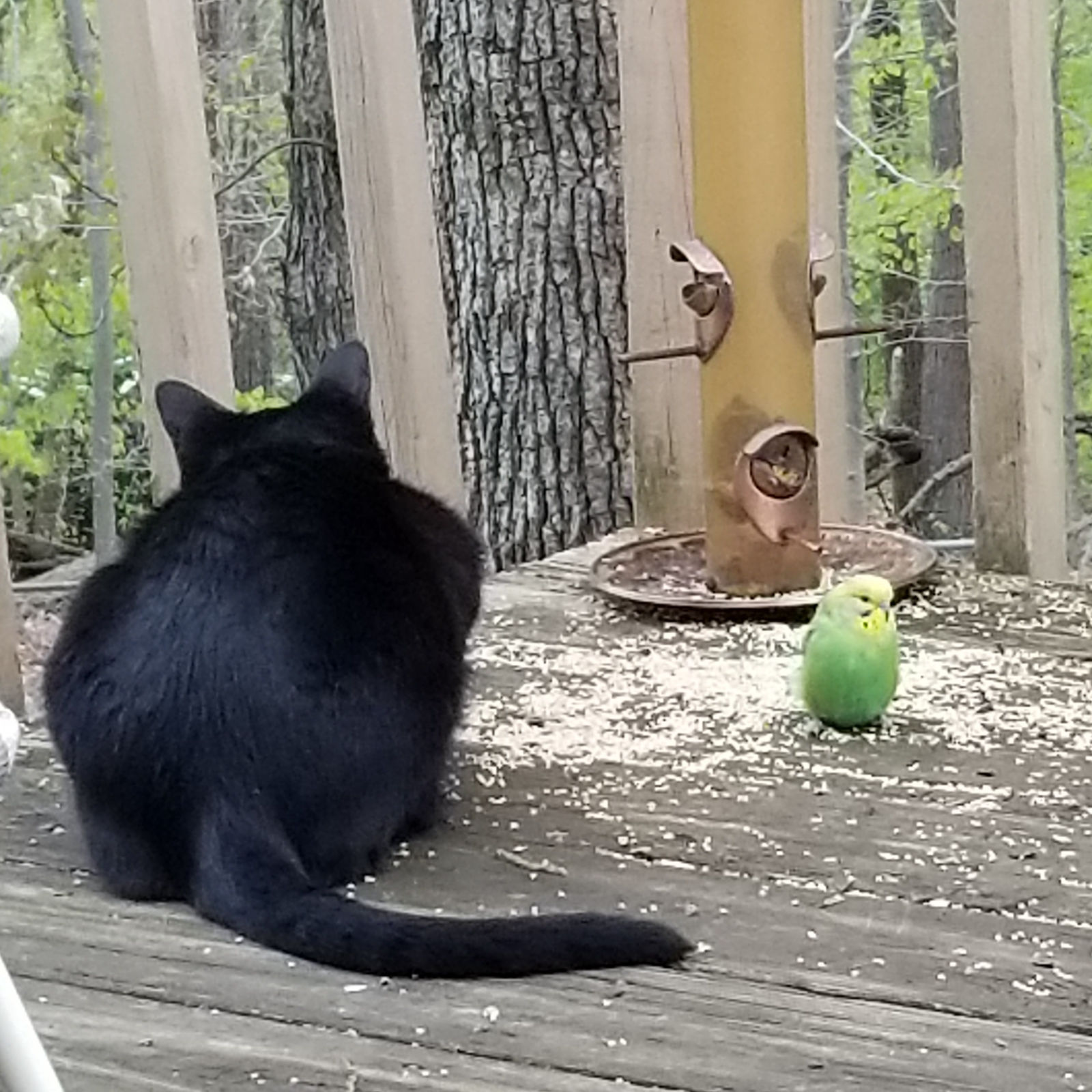 Black cat watching a green parakeet outdoors