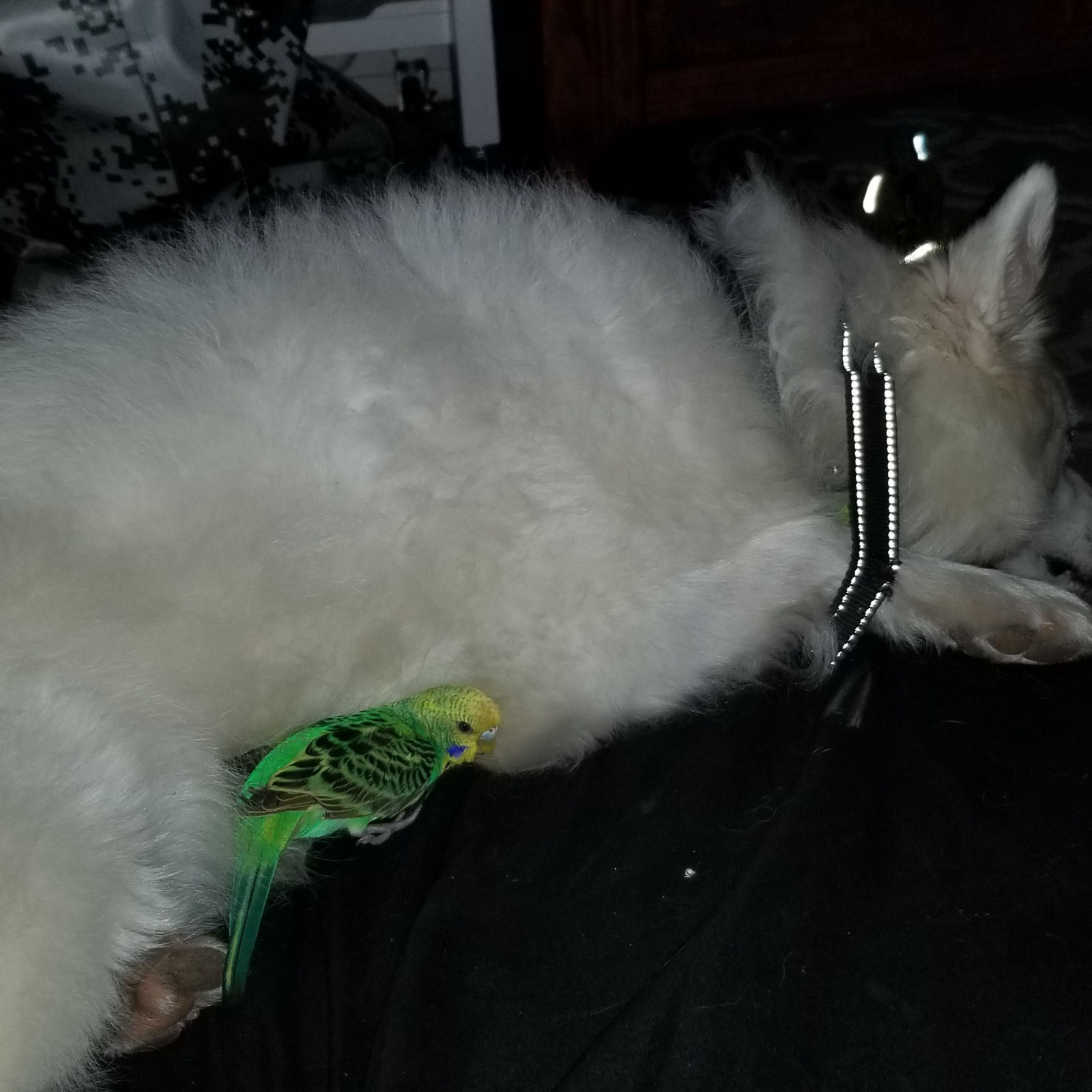 White cat sniffing a green parakeet bird