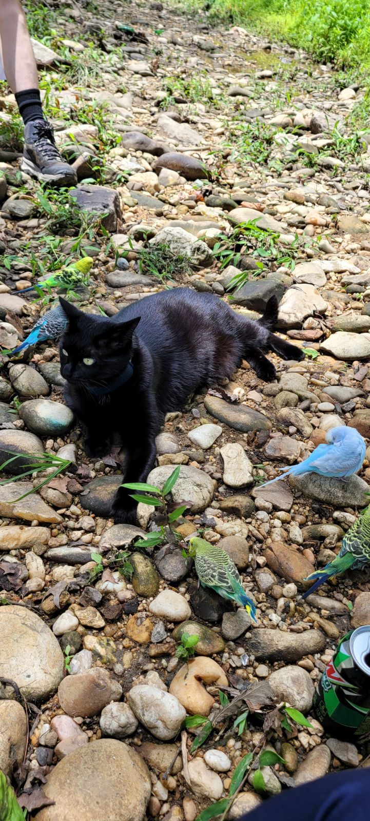 Black cat hiking a rocky trail with birds nearby