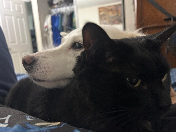 Dog and black cat cuddling together