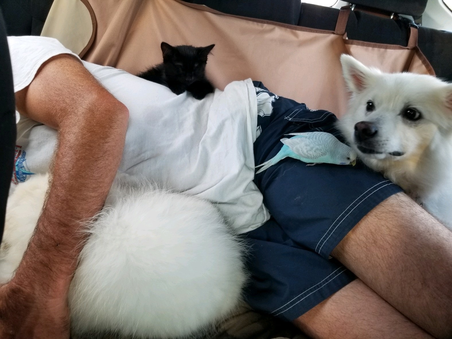 Man relaxing with white dog and black cat side by side