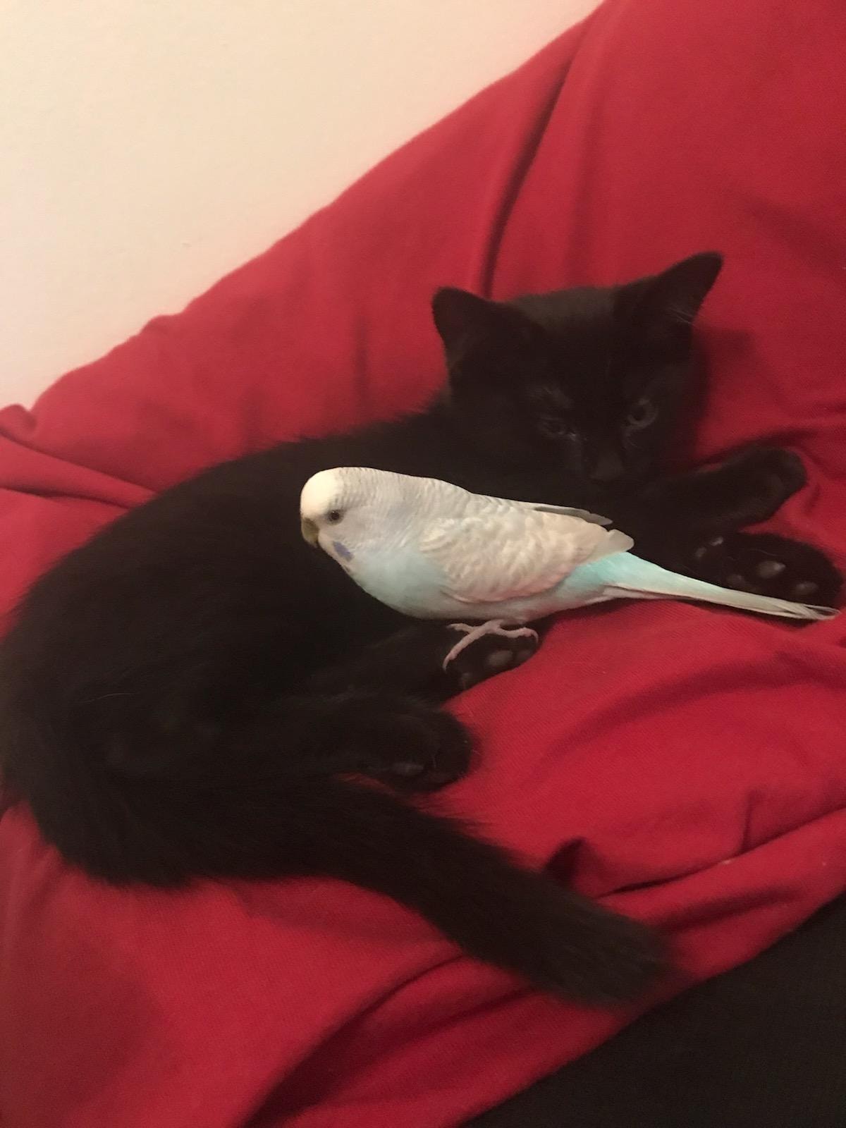 Black cat with a white parakeet on a red blanket