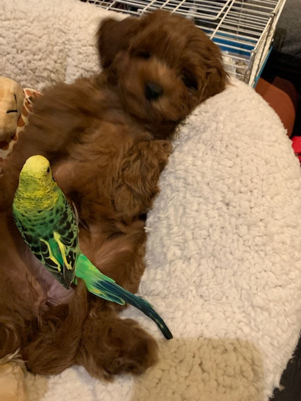 Brown puppy cuddling green parakeet