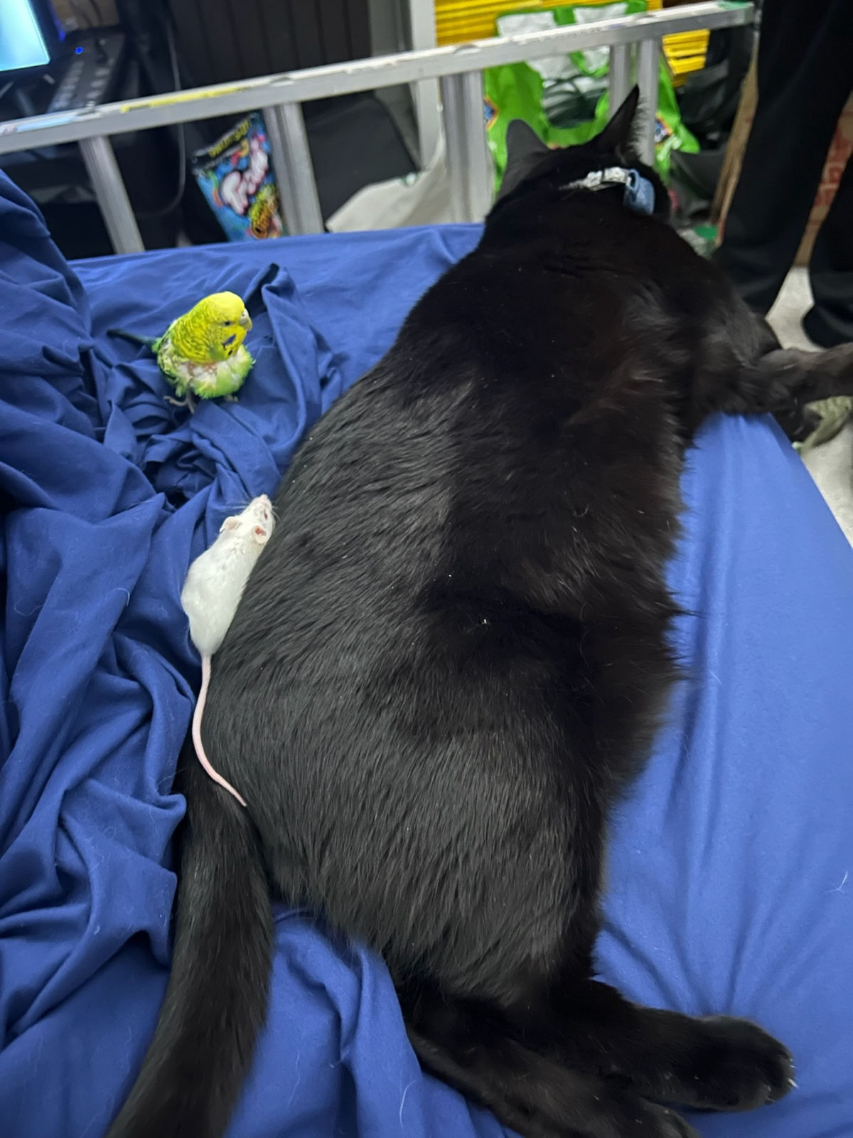 Black cat meeting a yellow budgie parakeet face to face