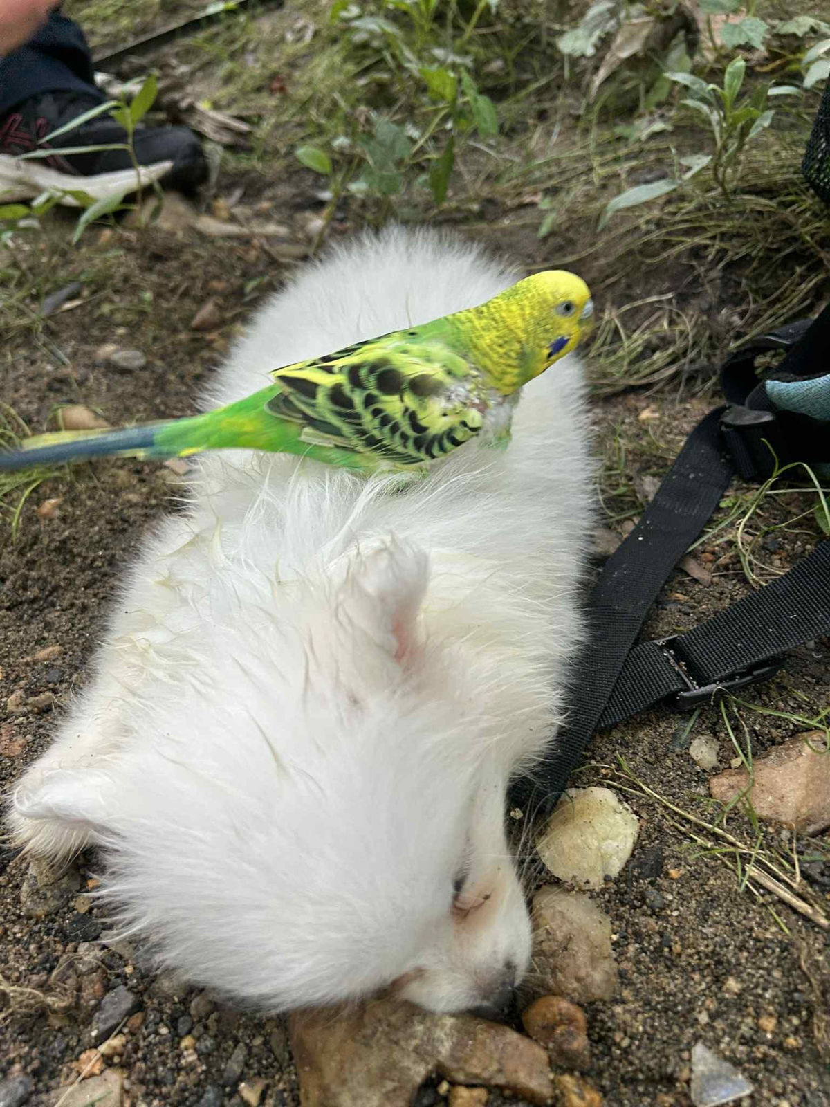 Green budgie perched on white cat