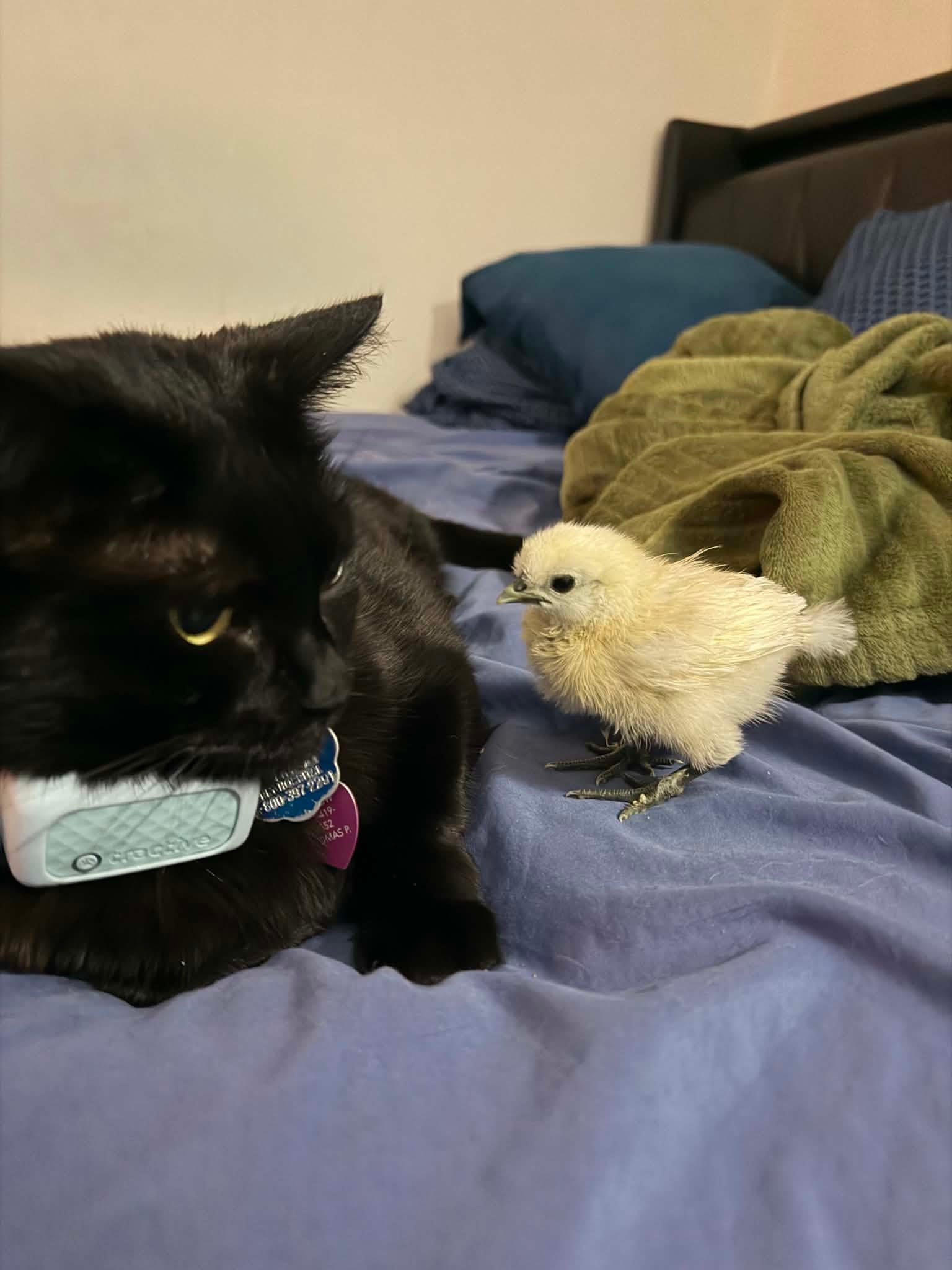 Black cat and a white chick resting together on a bed