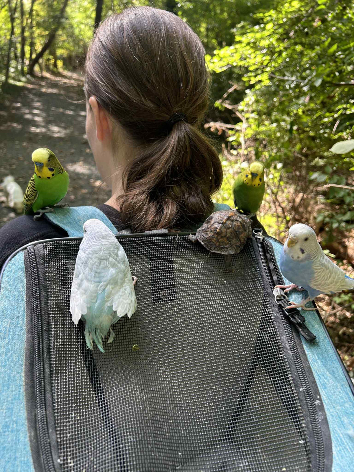 Woman with parakeets perched on her backpack outdoors