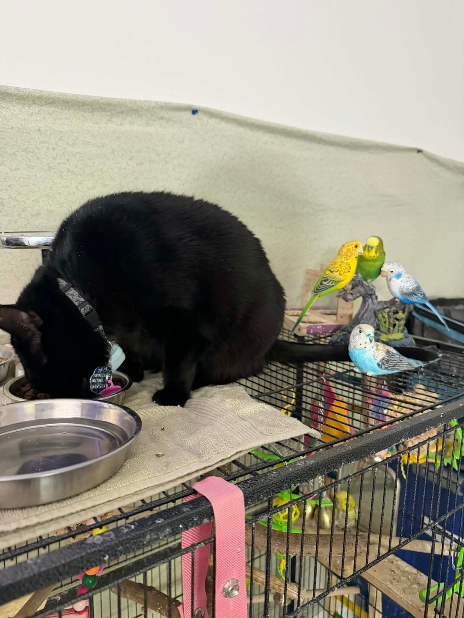 Black cat with colorful budgies in a cage nearby