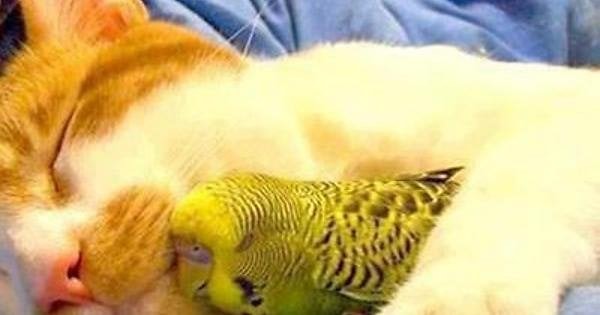 Cat and yellow budgie sitting close together