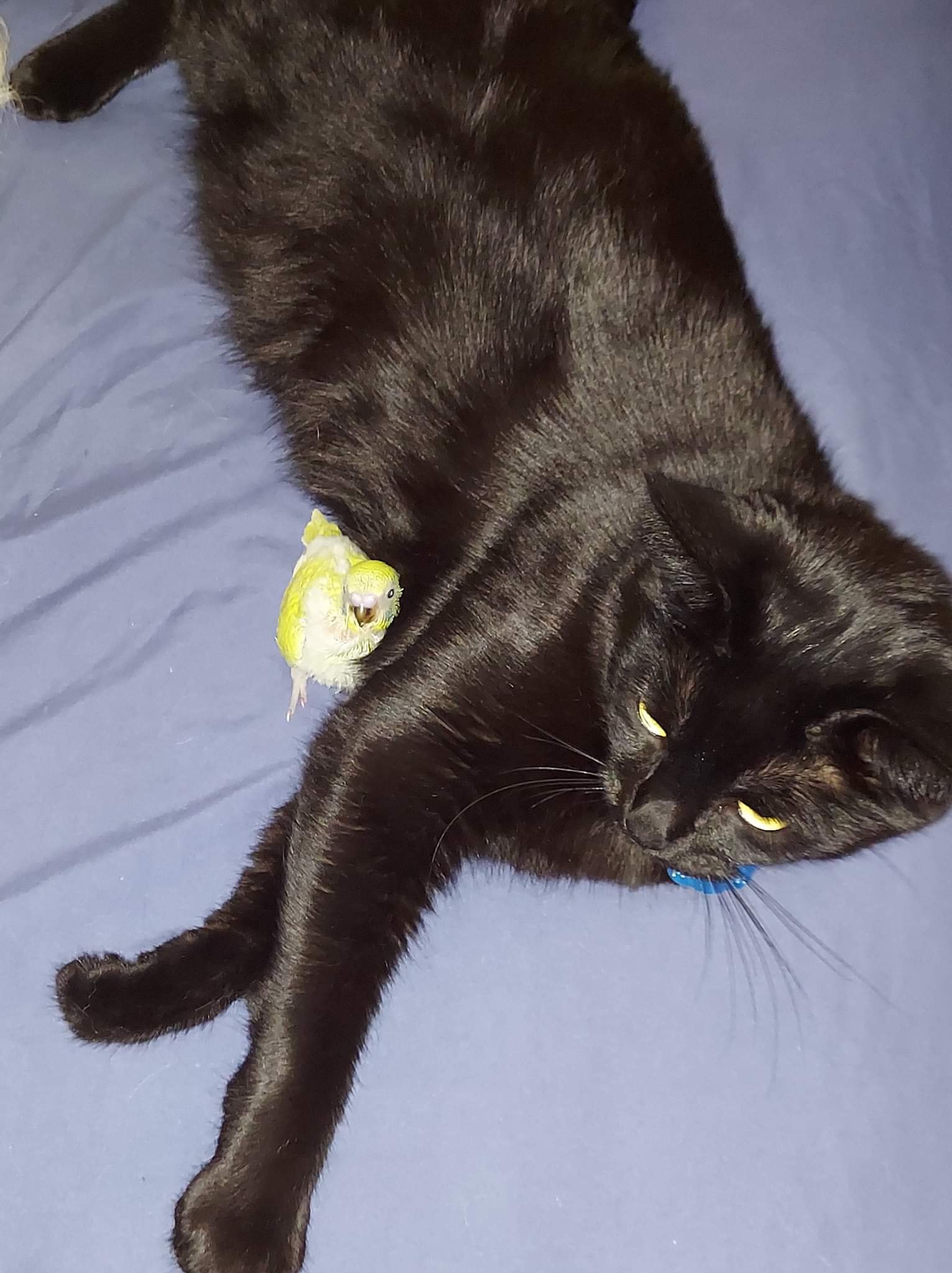 Black cat playing with a yellow parakeet